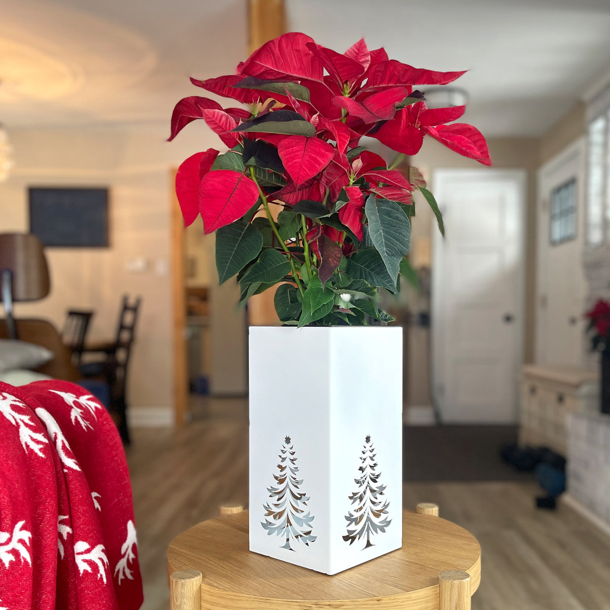 Christmas Decor - Centerpiece - Poinsettia Christmas Planter