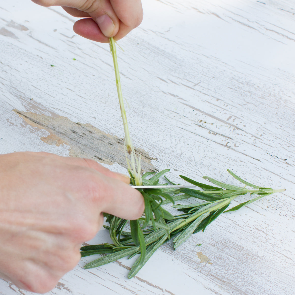 Herb Razor Kale Razor - Kale and Herb Stripping Tool - Raw Rutes
